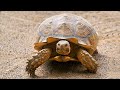 La centrochelys sulcata