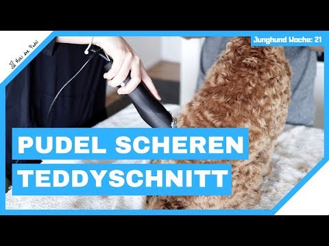 Pudel Scheren Teddyschnitt mit Moki dem Zwergpudel - Das 3. Mal beim Frisör - Mit Anleitung