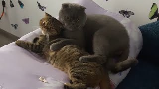 Вислоухий британец нерозлучники кот кошка приколы 2017 Вислоухий британец нерозлучники кот кошка приколы 2017