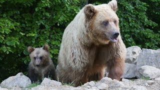 Damaged Bears Find Solace in Rehab