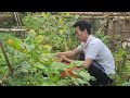 Trieu Khang and the Busy Days in the Rice Fields of His Homeland.
