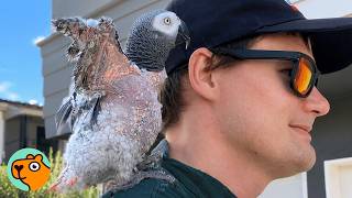 Man Saves Heartbroken Parrot. Now They're Inseparable | Cuddle Buddies