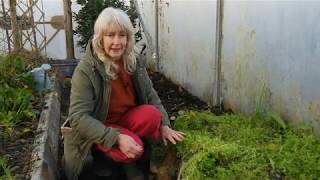 Chickweed in the the Polytunnel