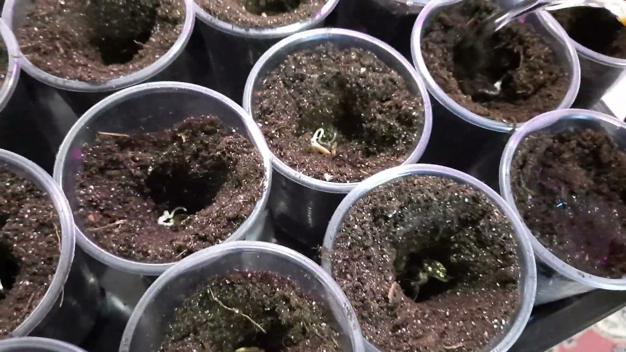 Посадка. Месячная рассада баклажан. Томат р9 рассада. Посев баклажанов на рассаду. Баклажан марафонец рассада.