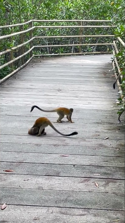 Stop Monkeying Around