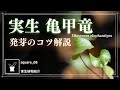 【塊根植物】Dioscorea elephantipes 亀甲竜 実生 発芽させるコツ【実生記録】