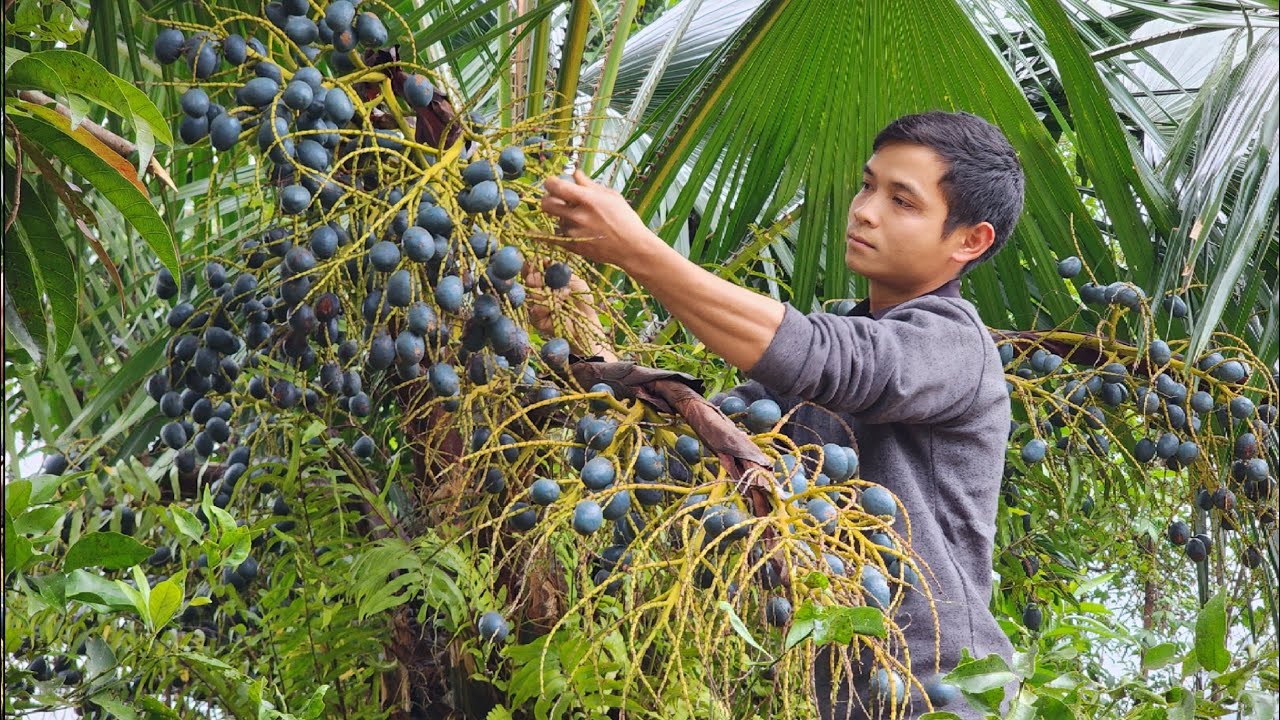 Генеральный директор Trieu Khang TV собирает уникальный вид фруктов и готовит традиционные пирожны