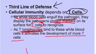 The Immune System Notes Video Lecture