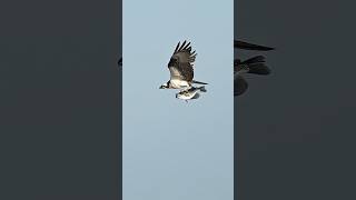 Airborne bird carries huge fish into the sky. Ospreys are master anglers. #bird #birds #ospreys