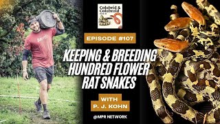 Keeping and Breeding Hundred Flower Rat Snakes