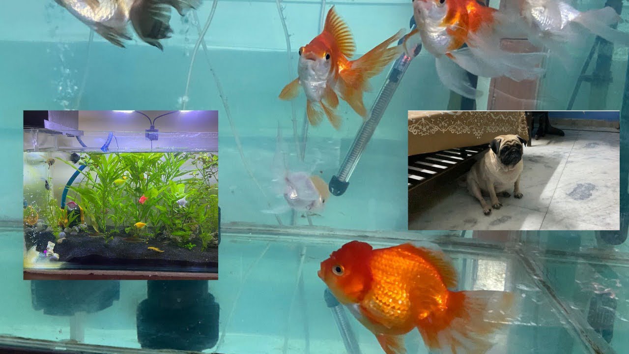 Changed 90 Water Of Goldfish Tank🐬 YouTube