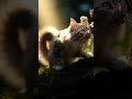 Cute cat 😺🐈 | #CatVideo #FunnyCat #CatShorts #ViralCats #CuteCat #Meow #Pets