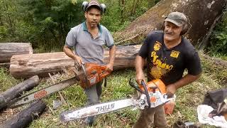 Um Duelo Entre Stlhl 661E Husquana 61 Serrando Toras De Tres Metros É Meio De Eucalipto
