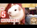 5 Mistakes I Made as a Guinea Pig Owner