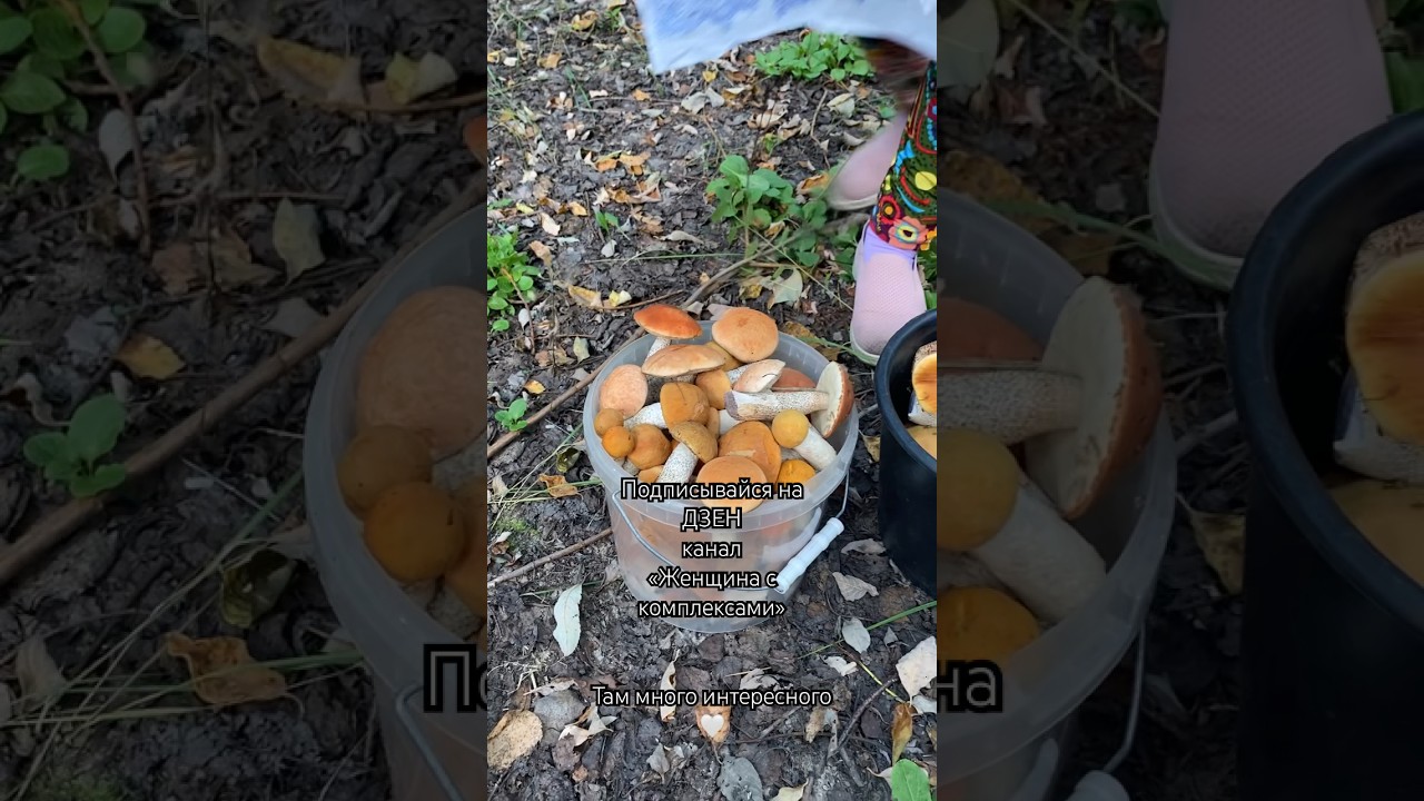 Красноголовиков много в лесу 