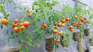 Easy way to grow tomato plants in hanging plastic bottles|when you don't have a garden
