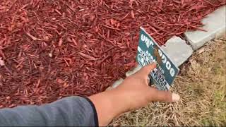 Glyphosate, good for killing cool season weeds in dormant Bermuda lawns