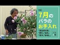 #48 7月のバラのお手入れ【バラの育て方:7月】