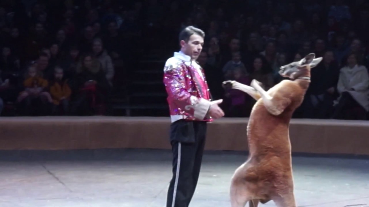 Цирк Кобзов, Шоу Ангелы Цирка - Видео Полное Представление | Mary Kitty #42