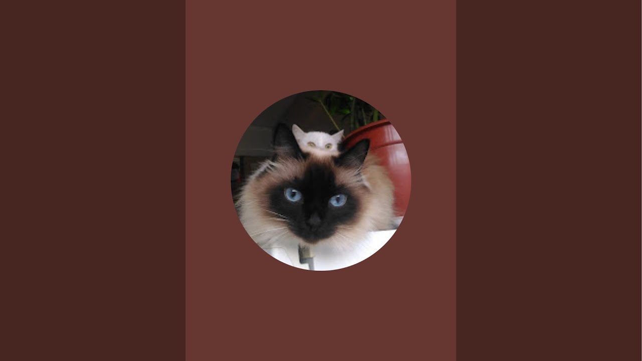 Поехал встретиться с котом.