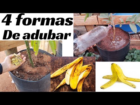 Vídeo: Usando casca de banana no composto - O efeito das bananas no composto do solo