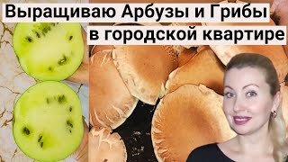 видео: Огород На Балконе 2024. ВОТ ЭТО ДА! Выращиваю АРБУЗЫ, Грибы, Помидоры, Огурцы, Перец, Зелень, Салаты картинка: Огород На Балконе 2024. ВОТ ЭТО ДА! Выращиваю АРБУЗЫ, Грибы, Помидоры, Огурцы, Перец, Зелень, Салаты