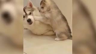 Funny  dog and cats new compilation 6