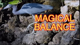 The Wizardry of Heron Legs &amp; Feet [NARRATED]