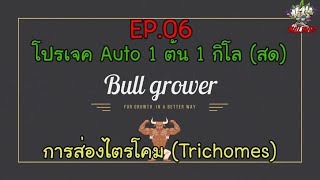 Project Weed 1 plant 1 kg (fresh)- EP.06 การส่องไตรโคม - ไตรโคม คืออะไร????(What is Trichome? )