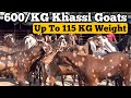 600kg mein khassi goats up to 115 kg weight at sanjari goat farm padgha mumbai