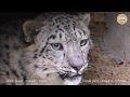 Долгожданная встреча с барсом. Тайган | Long-awaited meeting with the snow leopard. Taigan