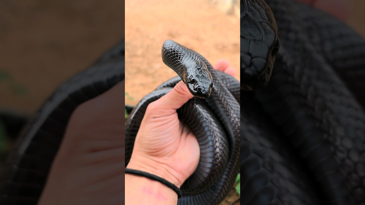 PURE BLACK SNAKE! Mexican Black Kingsnake 