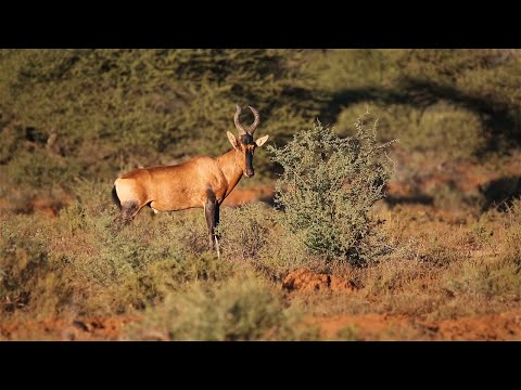 5 Incredible Hartebeest Fun Facts You Need to Know
