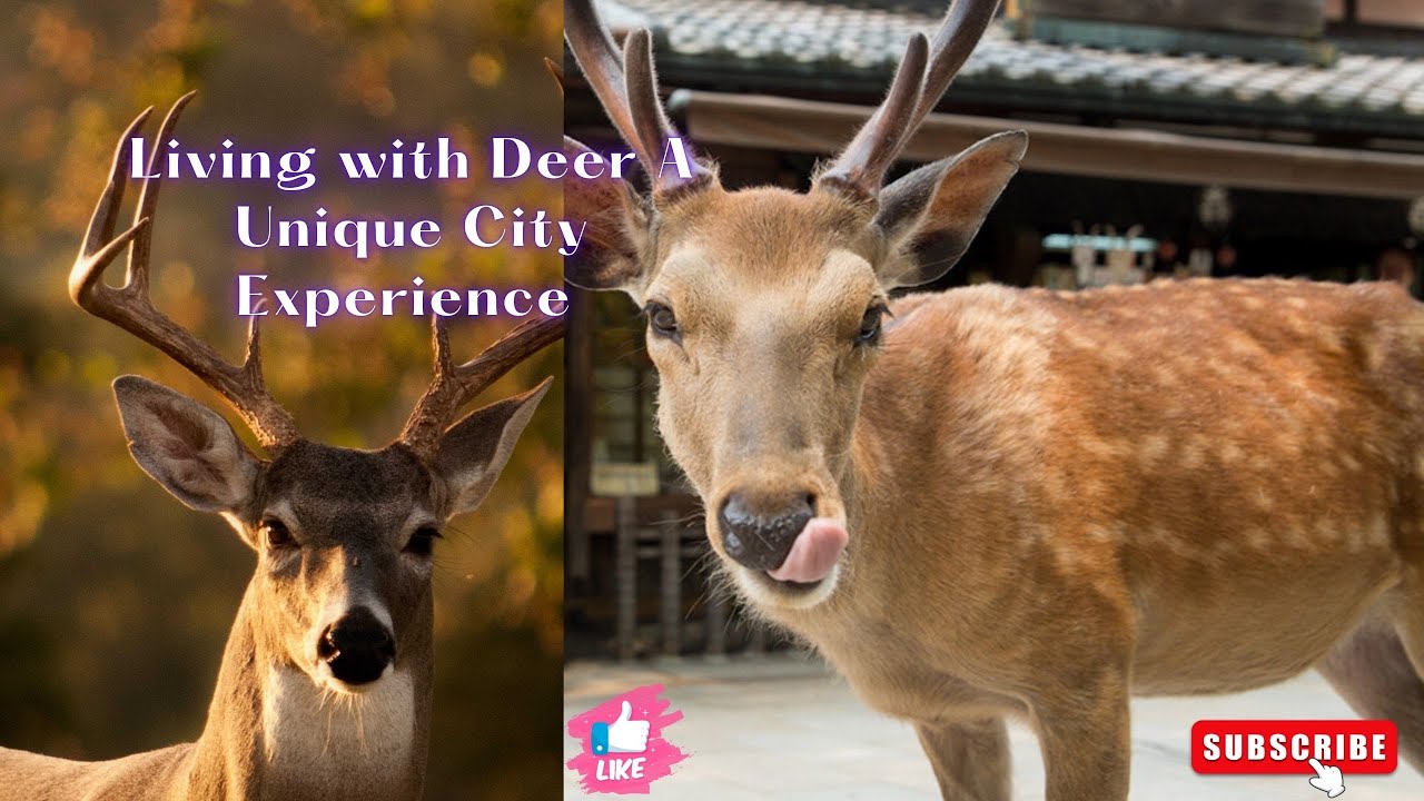 Living with Deer A Unique City Experience | The Animal Wild