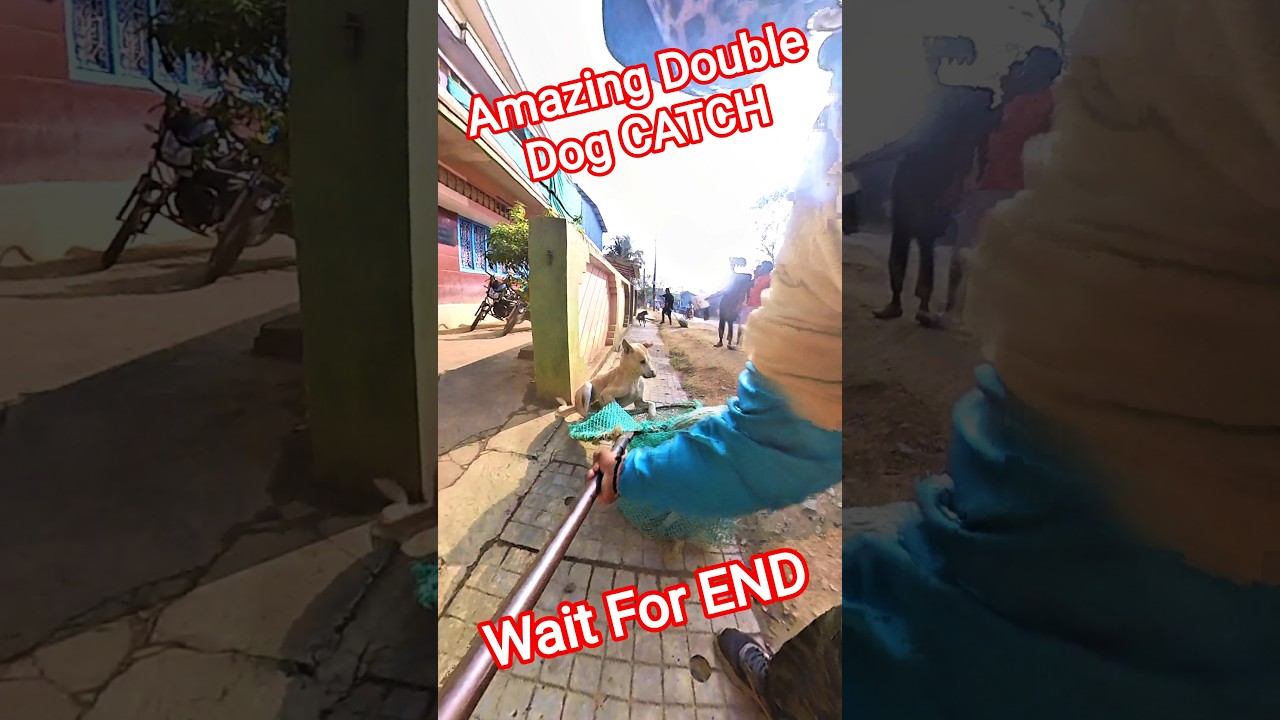 Malebennur Double Dog CATCH UP 