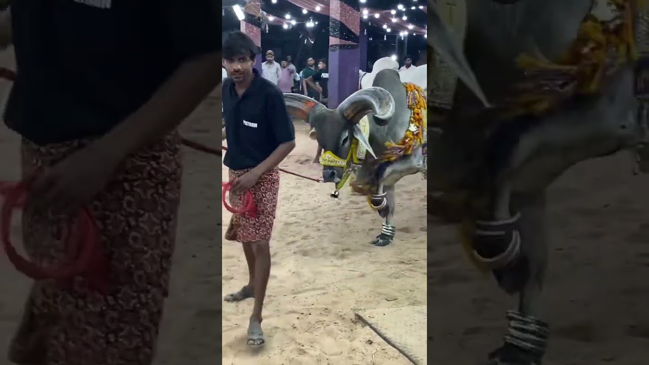 MOST BIGGEST HORN KANKAREJ OX OF PATHAN CATTLE FARM