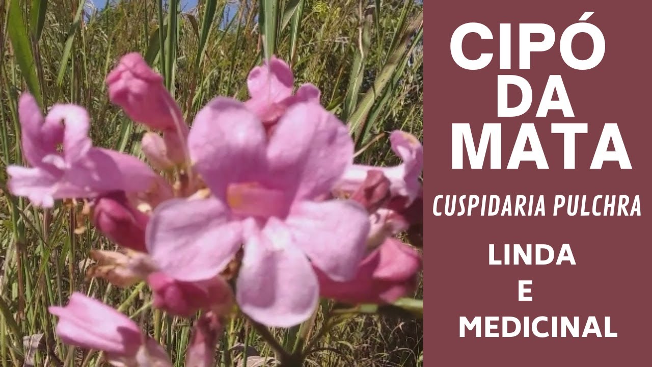 Cipó da mata (Cuspidaria pulchra) e suas flores perfeitas