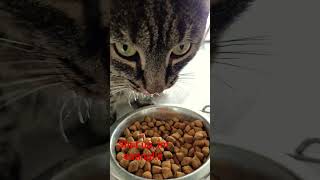 Shut up im eating!!! #cateating #fatcat #fatcatvideosfunny