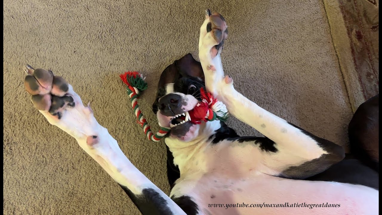 Funny Upside Down Great Dane Teaches Puppy To Play With Rope Toy - YouTube