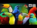 The Magical Birds Of The Amazon Rainforest Tranquil Bird Sounds For Relaxation Mindfulness 