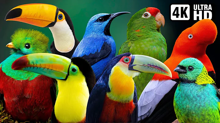 The Magical Birds of the Amazon Rainforest | Tranquil Bird Sounds for Relaxation & Mindfulness