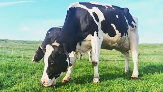 Milking Cows on a Small Family Farm in Wisconsin screenshot 1