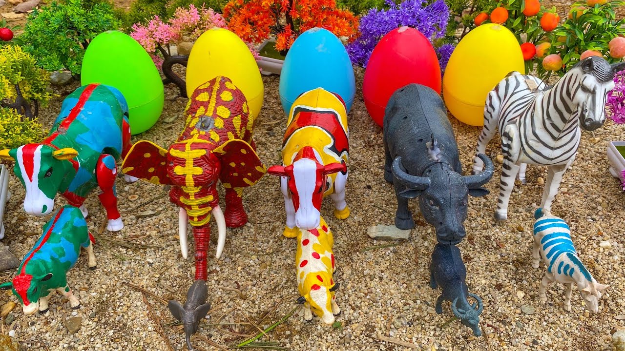 WADIDAU ‼️ PROSES POTONG SAPI KURBAN | Mencari Dan Memberi Makan Sapi, Cow Videos #12