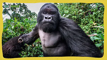 ¿Qué animal mata más gorilas?