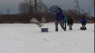 Snowy Owl Release by Owl Man 974 views 6 years ago 9 seconds