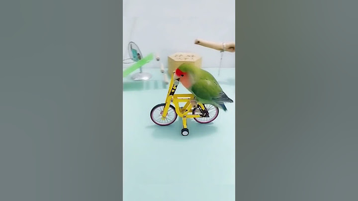 #loro inteligente todo loro #animales #inteligentes #funny