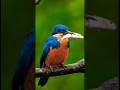 Kingfisher Catches &amp; Swallows Fish in Seconds 🐦🐟 | Real Nature Moment #shorts