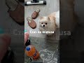 Pomeranian Wants Mint Candy #pomeranian #dog #candy