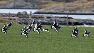 Spring is brought to Herdla by the Oystercatchers