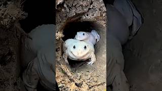 frog😆🐸